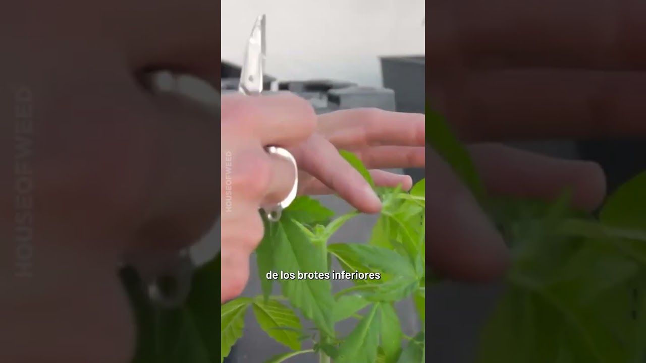 T&eacute;cnica para obtener m&uacute;ltiples ramas principales