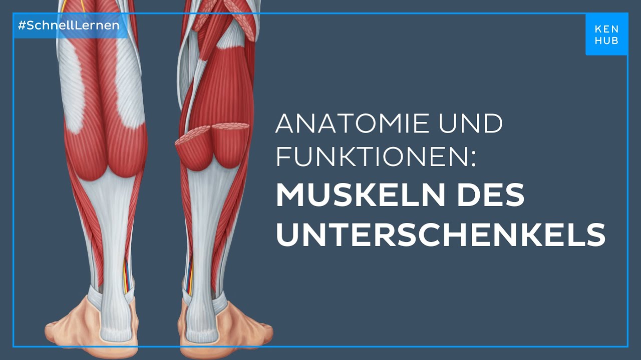 Unterschenkelmuskeln: Anatomie und Funktion einfach erklärt | Kenhub