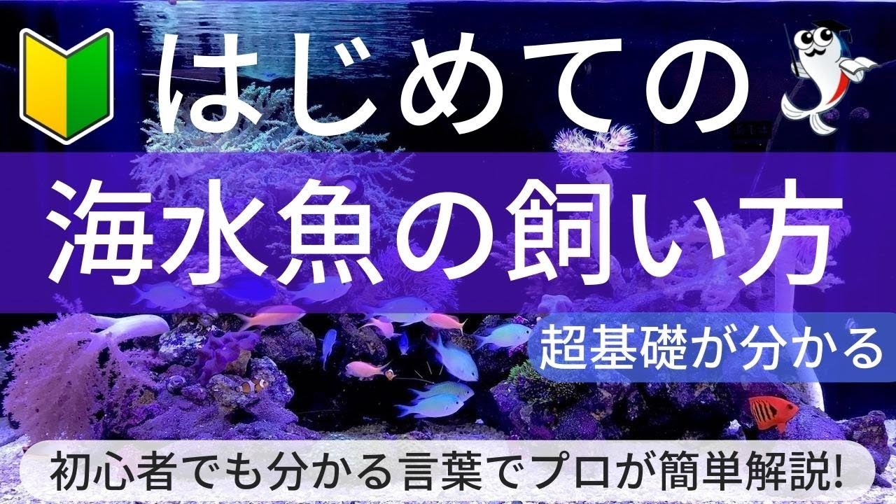 【基礎編】海水魚の飼い方・導入費用から海水魚飼育の魅力をプロが超本気で解説します