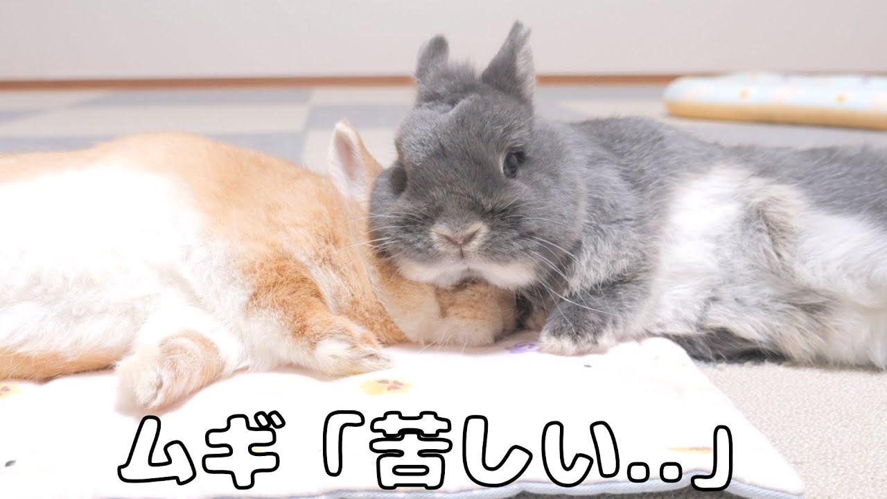 ムギが元気なかったので急いで仕事から帰宅したらこうなっていました【No.1223】