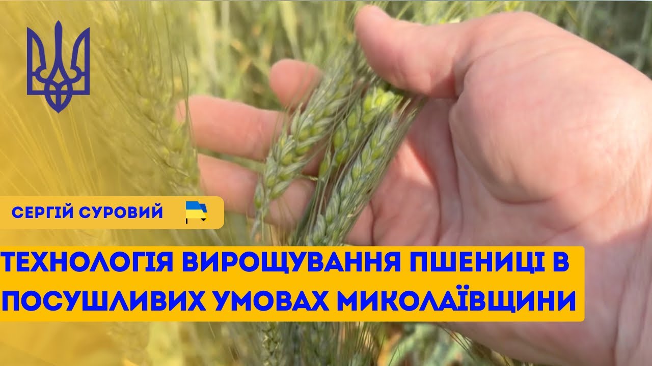 Технологія вирощування пшениці в посушливих умовах Миколаївщини