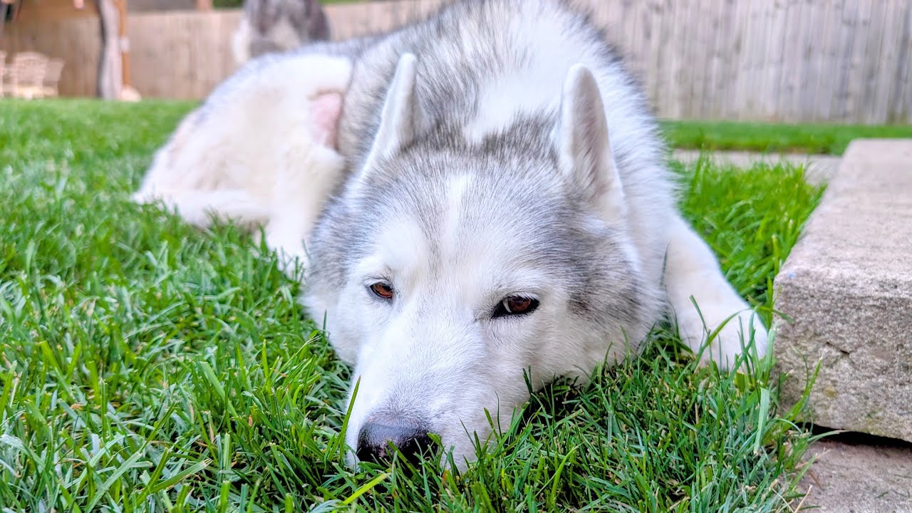 My Poor Husky Injured Her Knee And Needed Urgent Vet Care!