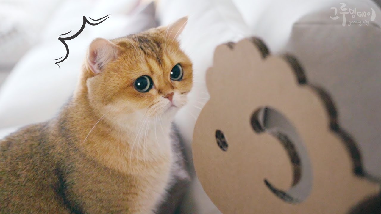 Реакция кошки на трансформацию коробки.