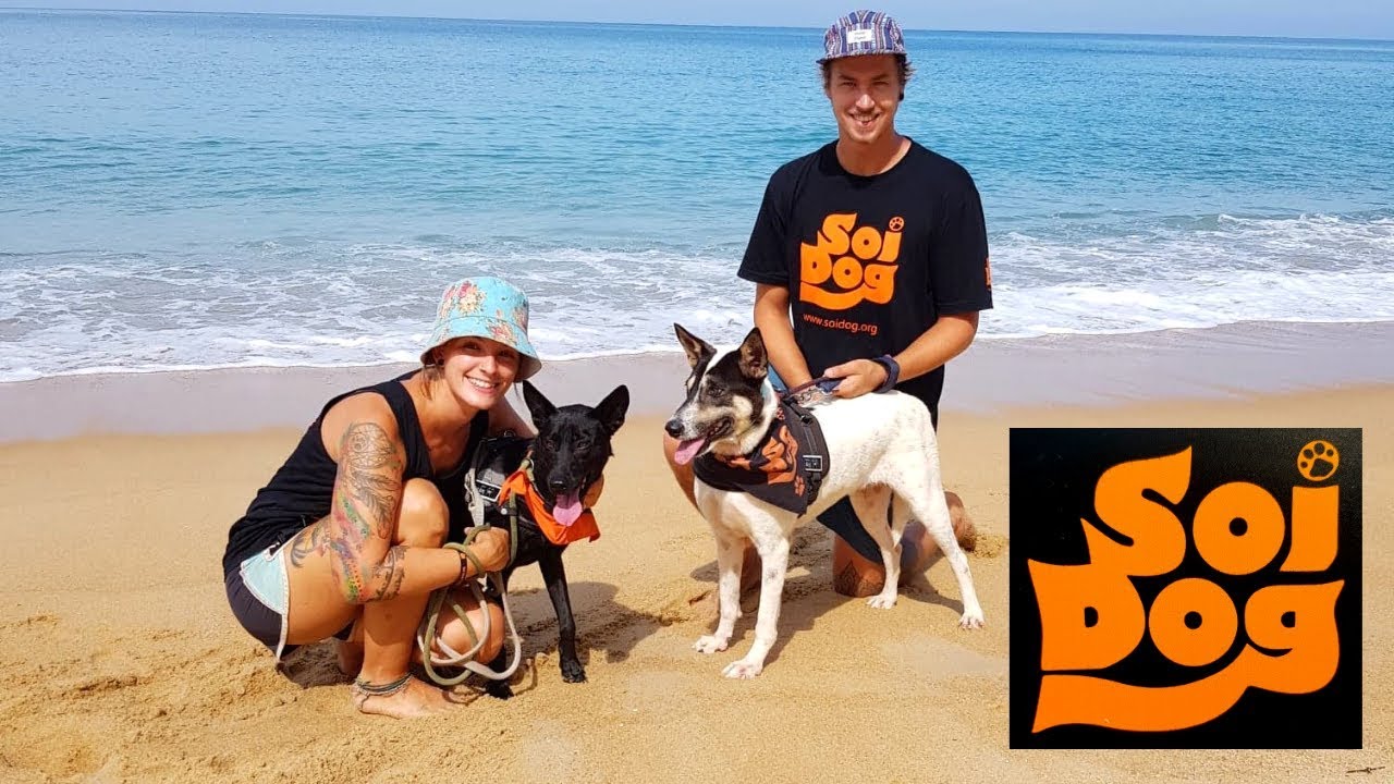 Volunteering at SOI DOG FOUNDATION