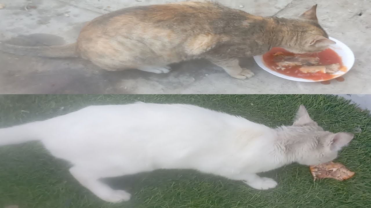 They were calling me for food, so I gave them tuna fish to eat. 