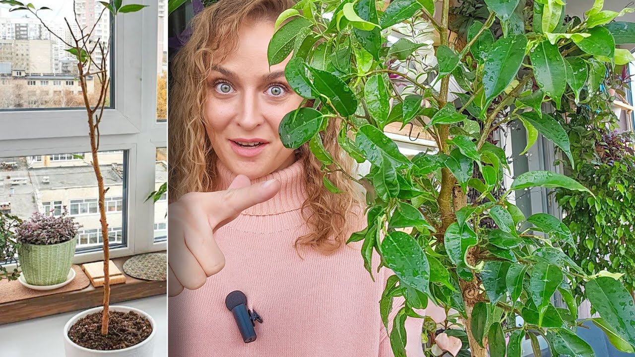 🟣🟢 ВЫРАЩИВАЮ ИЗ ПАЛКИ ФИКУС/ Чем опрыскивала? Спустя 2 недели ПАЛКА ОТ ФИКУСА ПОШЛА В РОСТ