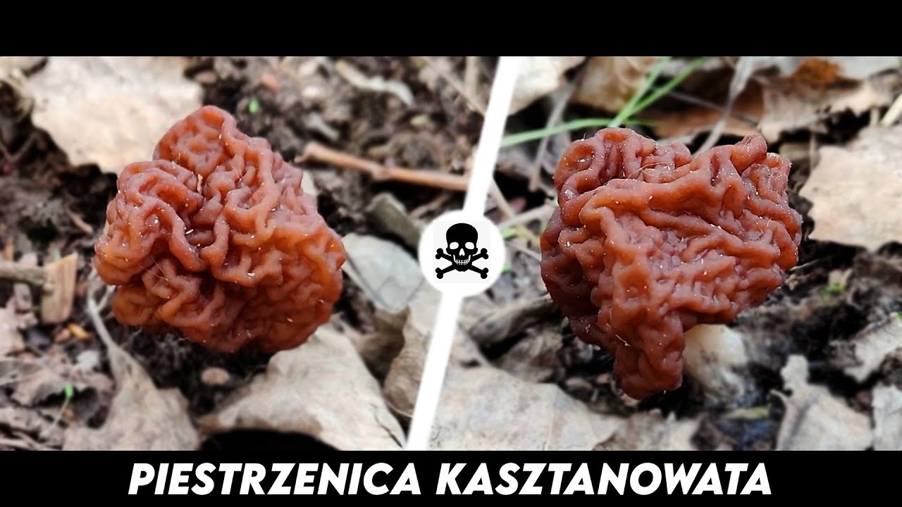 Piestrzenica Kasztanowata-  grzybek z główką w kształcie mózgu