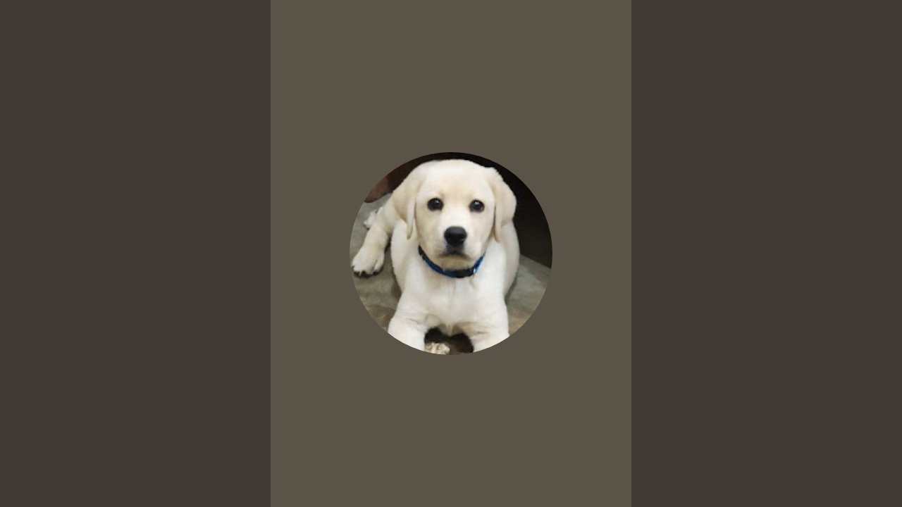 Labrador lover is live