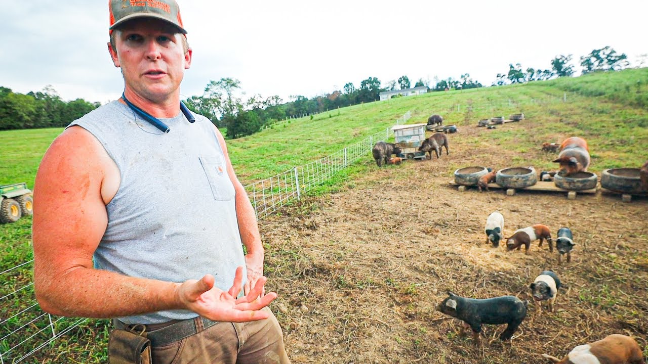 Pasture Perfect Pigs at Scale (400+)