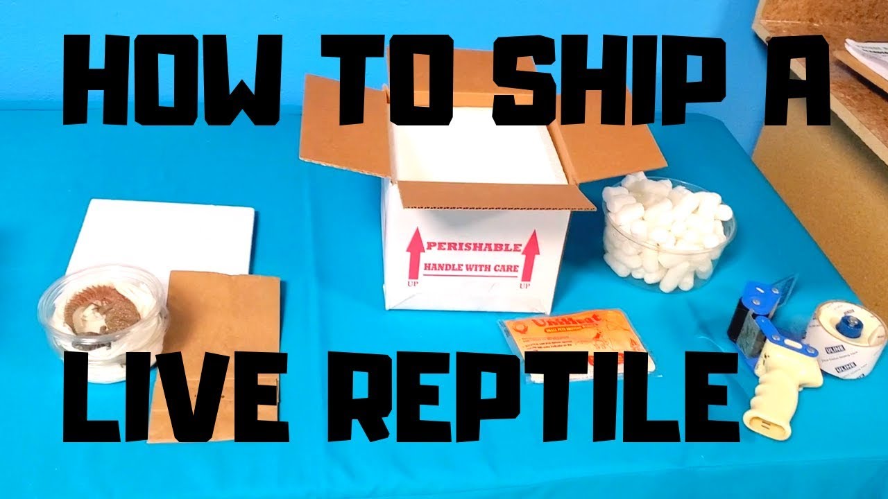 How to Ship a Live Reptile