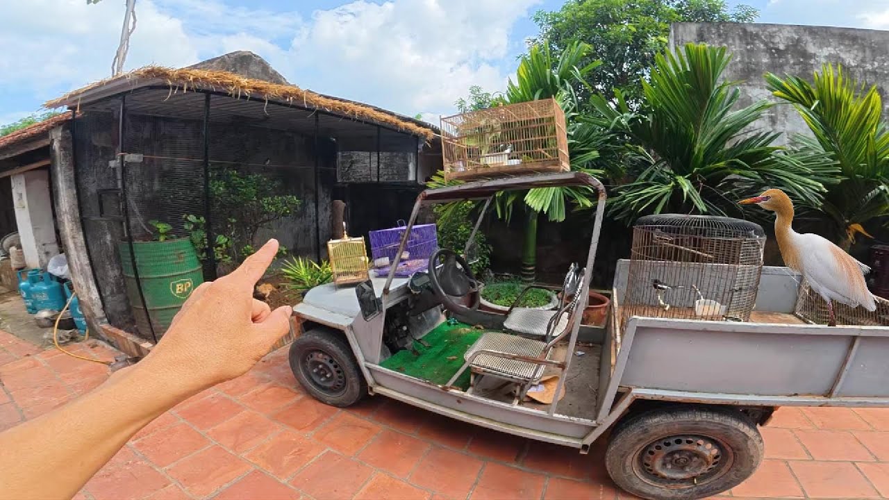 Thả Một Lúc 30 Chú Chim Vào Avi, Biết Thế Này Đã Làm Avi Chim Sớm Hơn