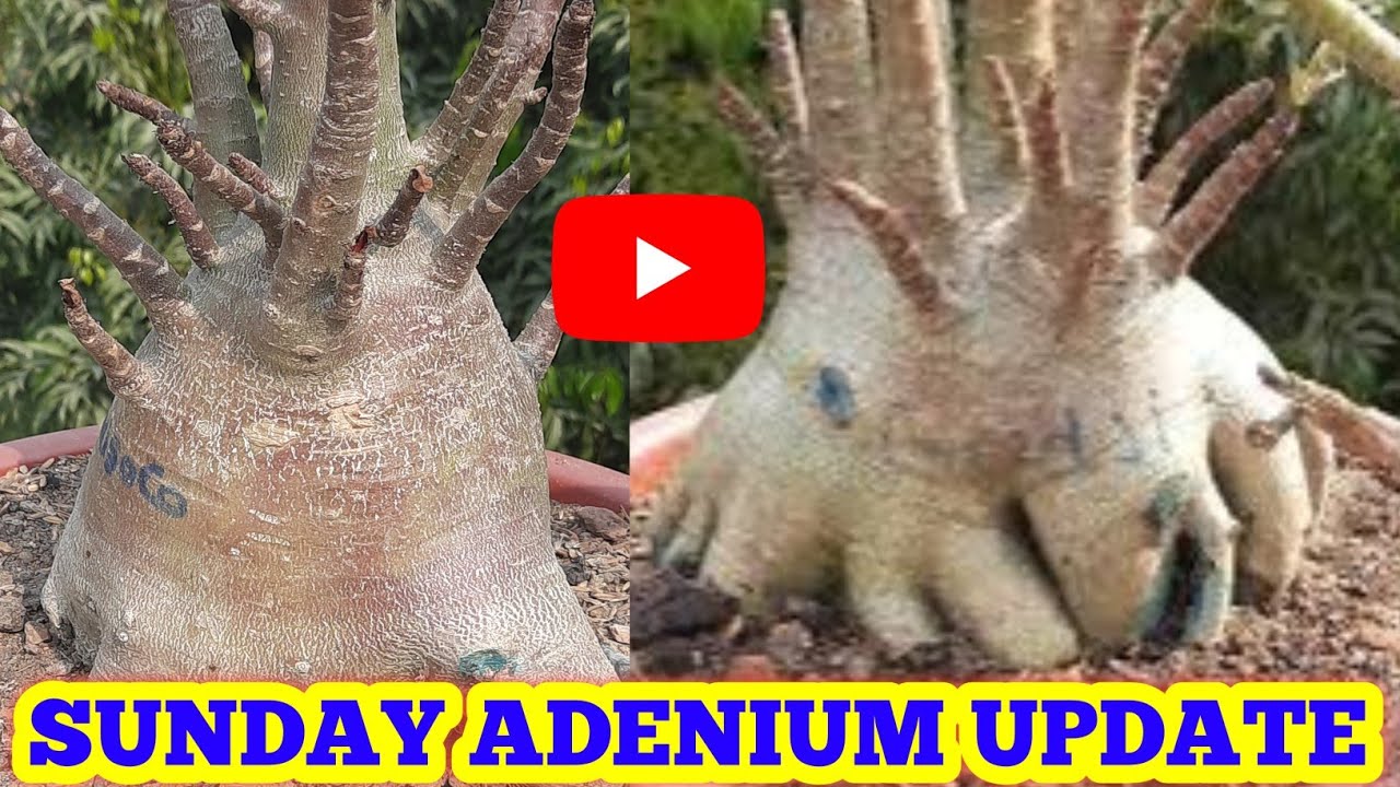 ADENIUM SUNDAY UPDATE || ADENIUM SUNDAY OVERVIEW || SUNDAY UPDATE || Adenium Care Tips 