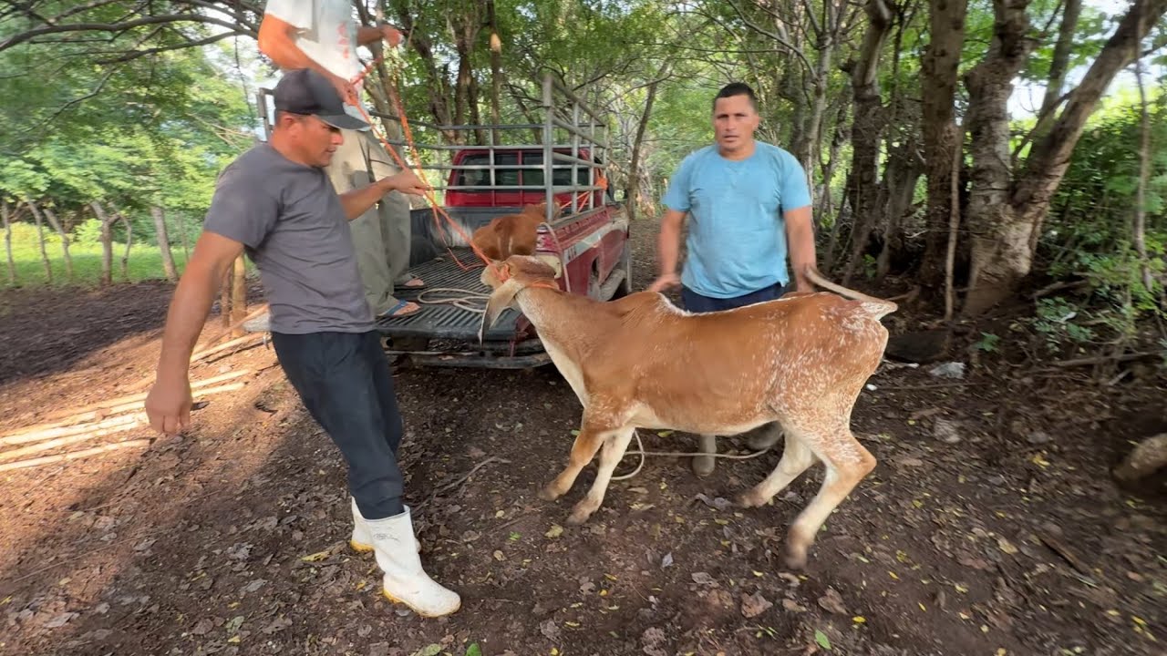 Cargando los terneros al carro mira porque