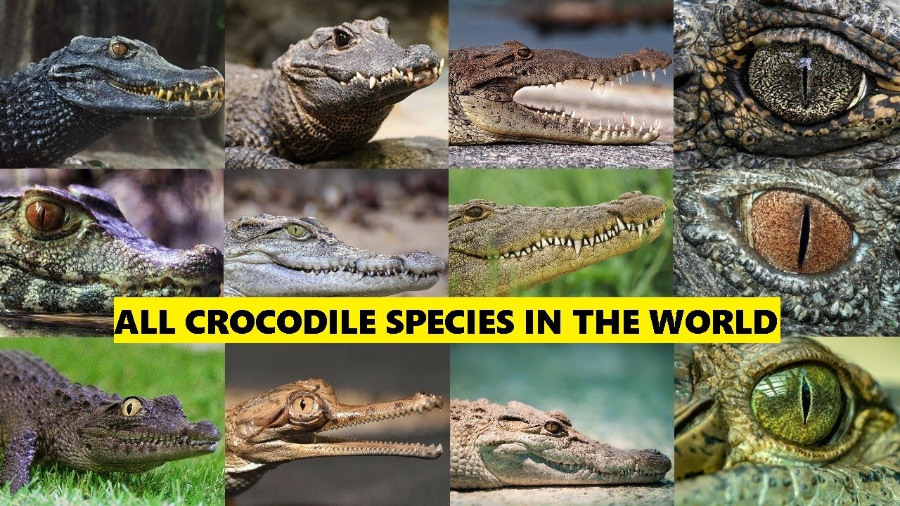 All Crocodile species in the world Alligators