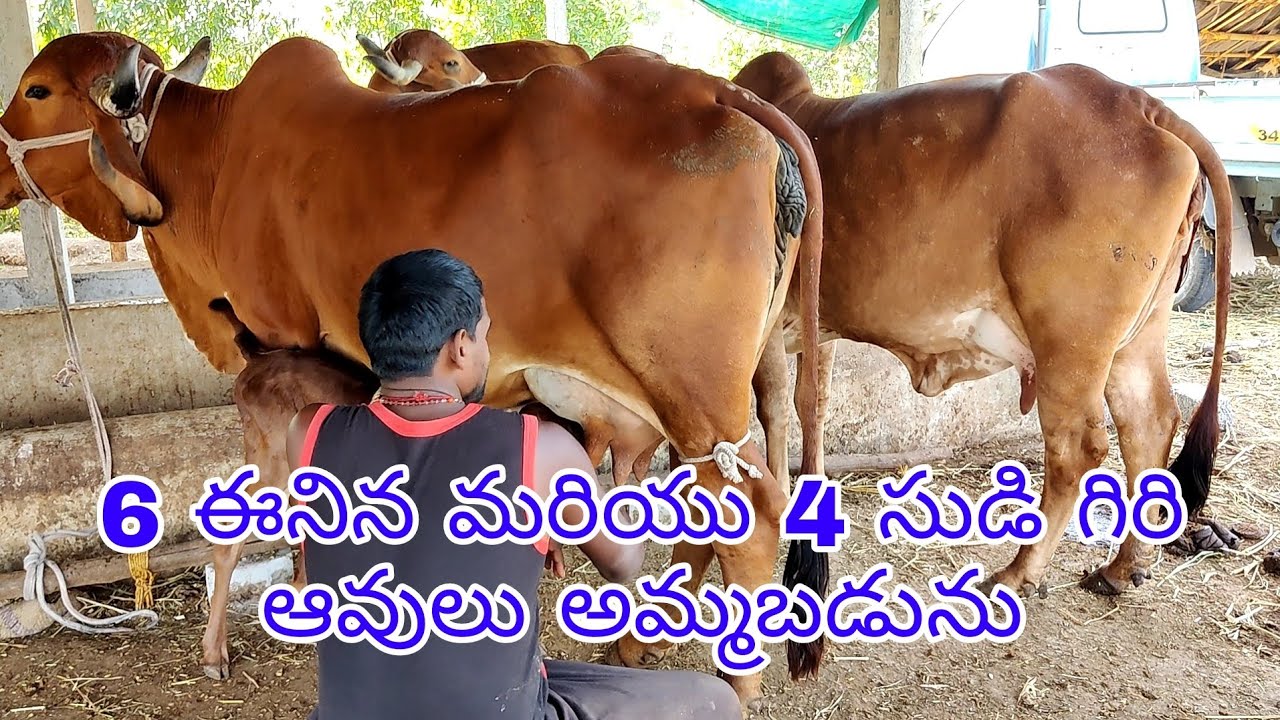 Pure gir cows for sale bhavnagar breed 7330657038