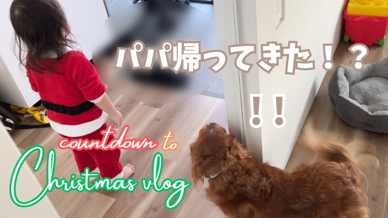 大好きなパパが帰ってきたときのキャバリアと2歳児の反応が可愛すぎました｜クリスマスまでもう少し♪｜vlog