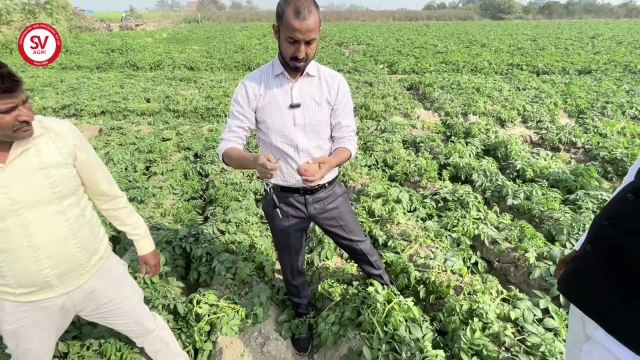 Kuroda Potato Variety | 70 Days | Auraiya, UP / कुरोदा आलू किस्म | 70 दिन | औरैया, उत्तर प्रदेश
