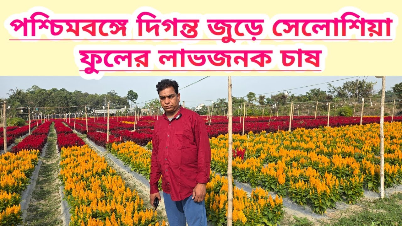 পশ্চিমবঙ্গে লাভজনক সেলোসিয়া ফুলের চাষ||Commercial Celosia Cut Flower Farming In West Bengal ||