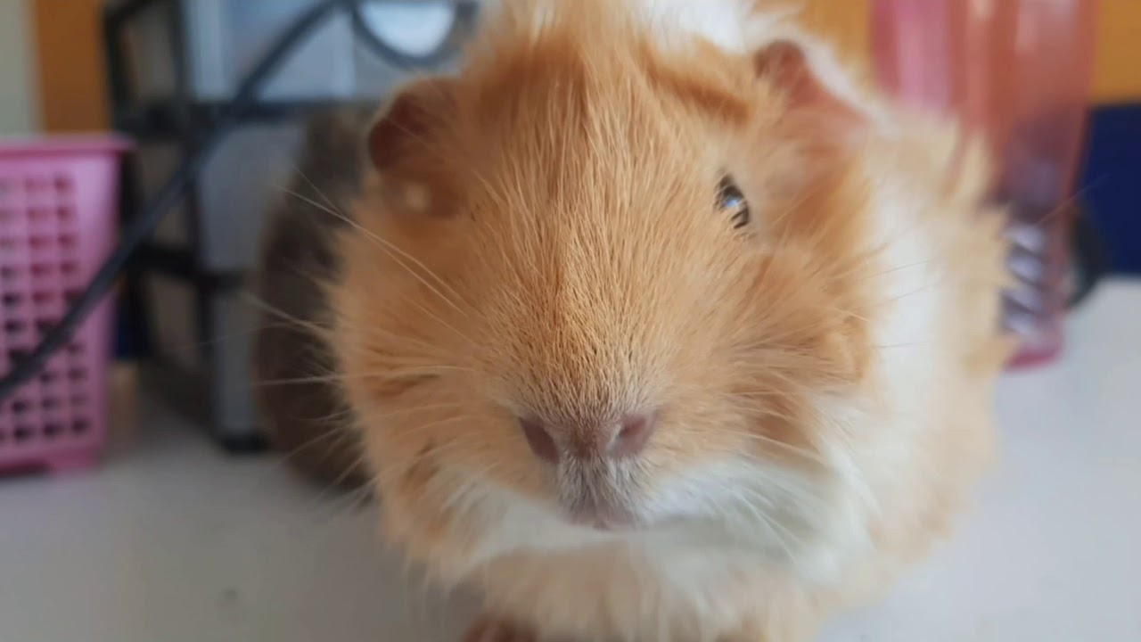 M&uacute;sica para DORMIR CUYOS. 1 hora de SONIDOS de COBAYA BEBE.