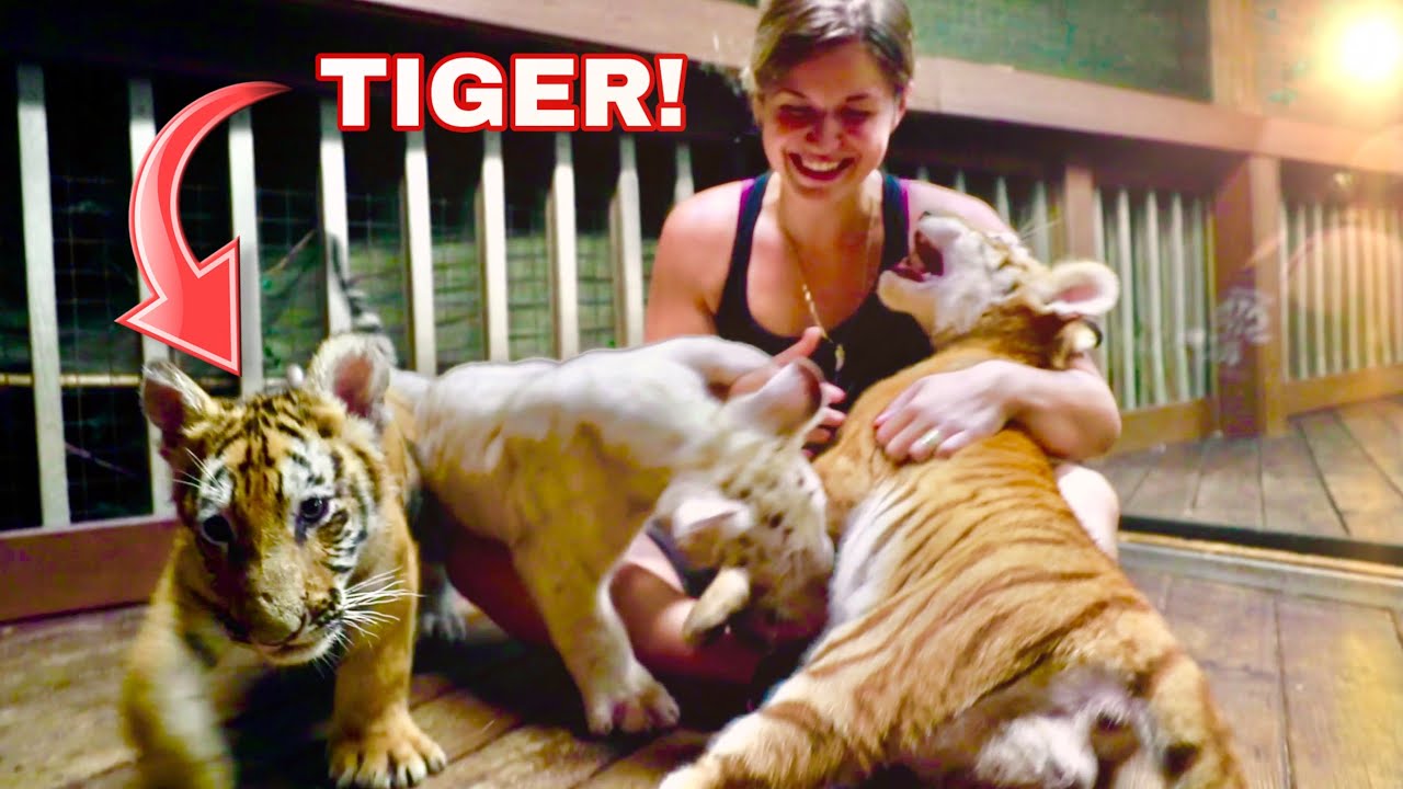 TIGERS ! TIGERS ! TIGERS ! | @myrtlebeachsafari