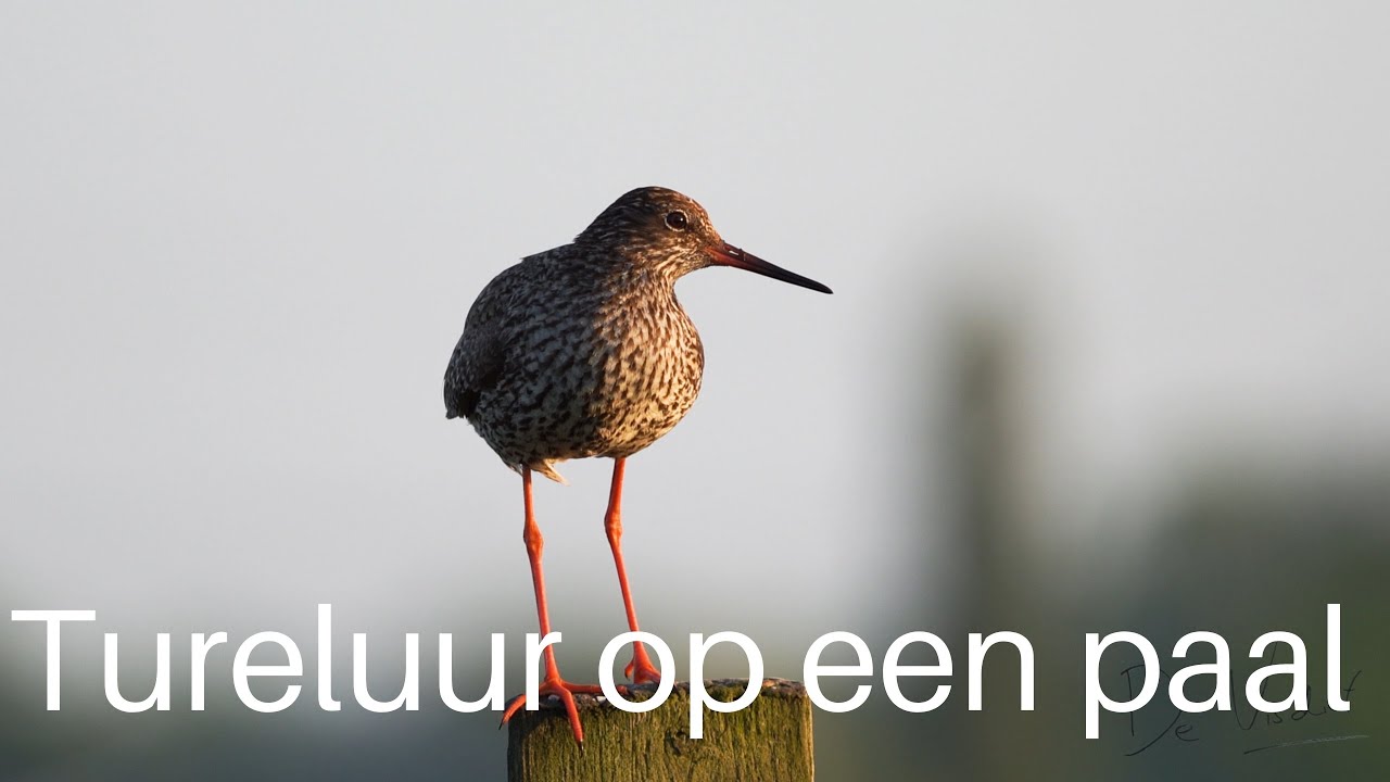 Tureluur in zomerkleed / Common Redshank / #356
