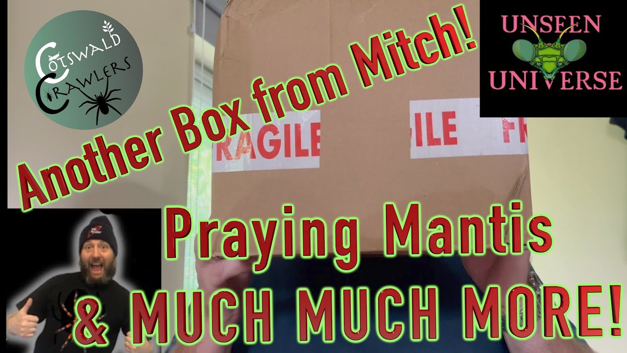 Mystery Box 2 from Mitch!