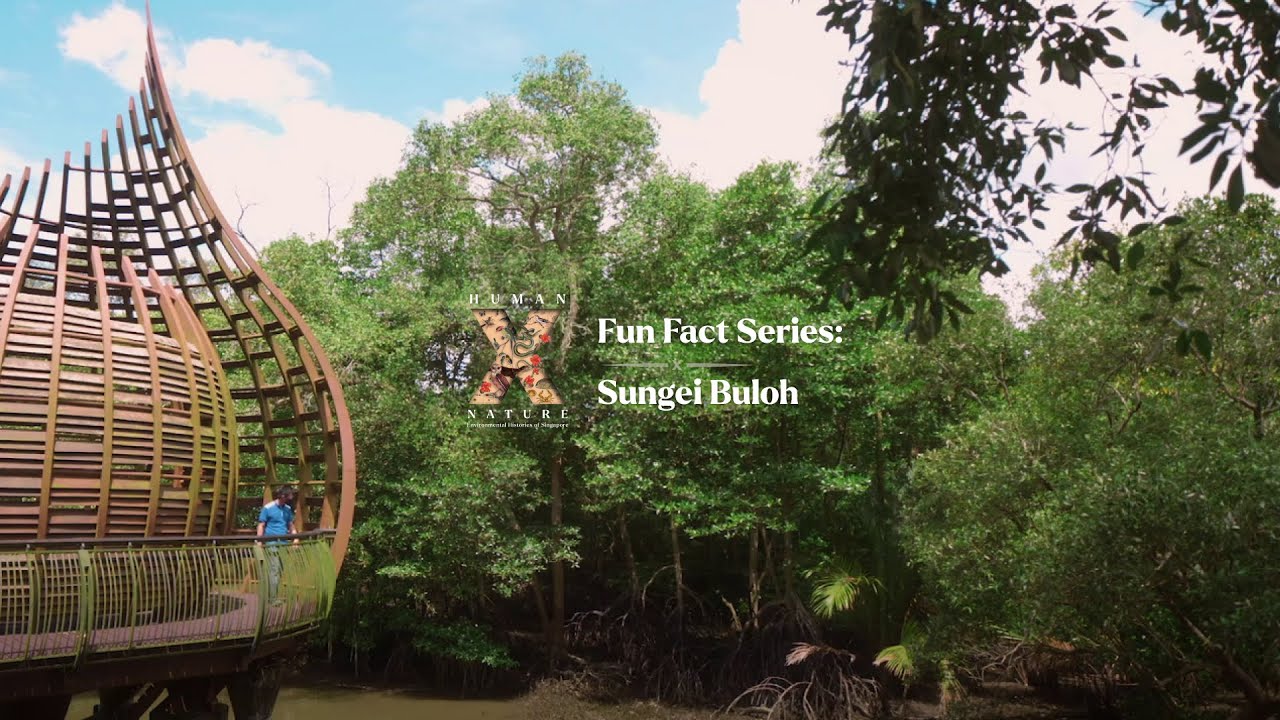 Human x Nature Fun Facts Series: Sungei Buloh