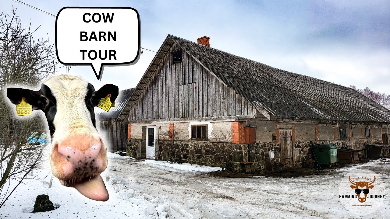 COW AND HEIFER BARN TOUR! (barn work on a small dairy farm)