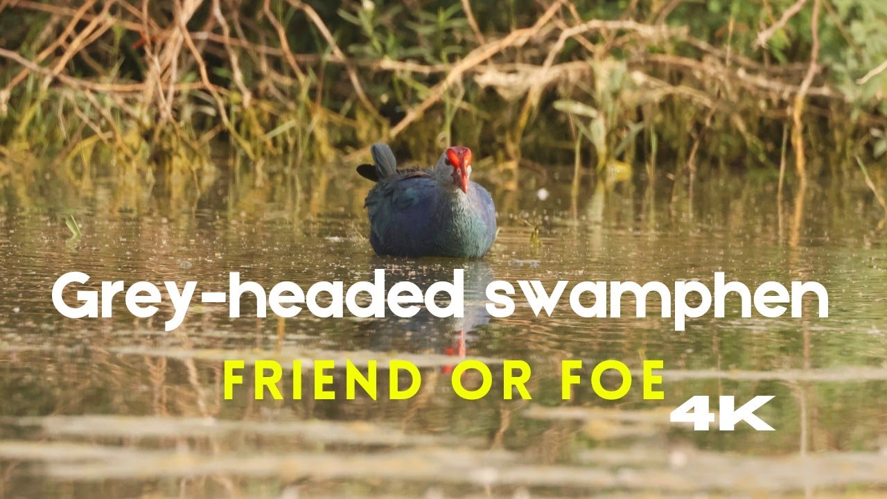 Grey-headed swamphen | purple swamphen | Porphyrio poliocephalus | nature documentary with Eng subs