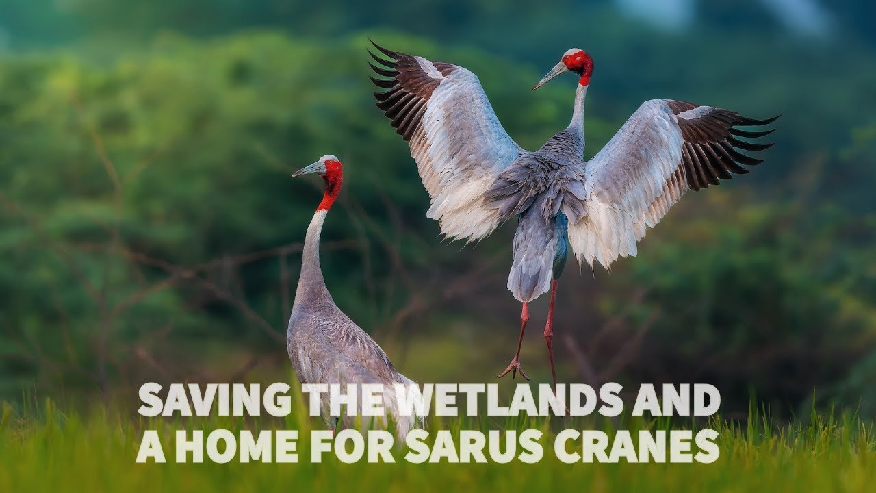 Saving The Wetlands And A Home For Sarus Cranes | Wild birds channel