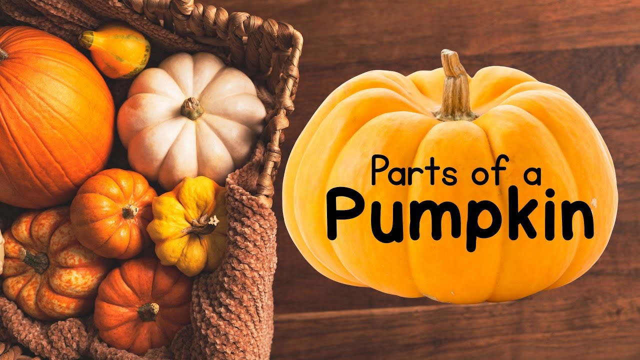 Parts of a Pumpkin