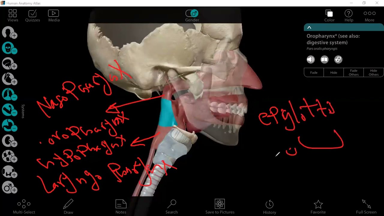 Applied Anatomy 1 