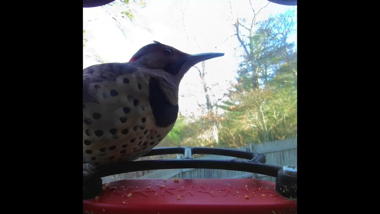BIRD BUDDY FEEDER CAM. Plymouth, MA.
