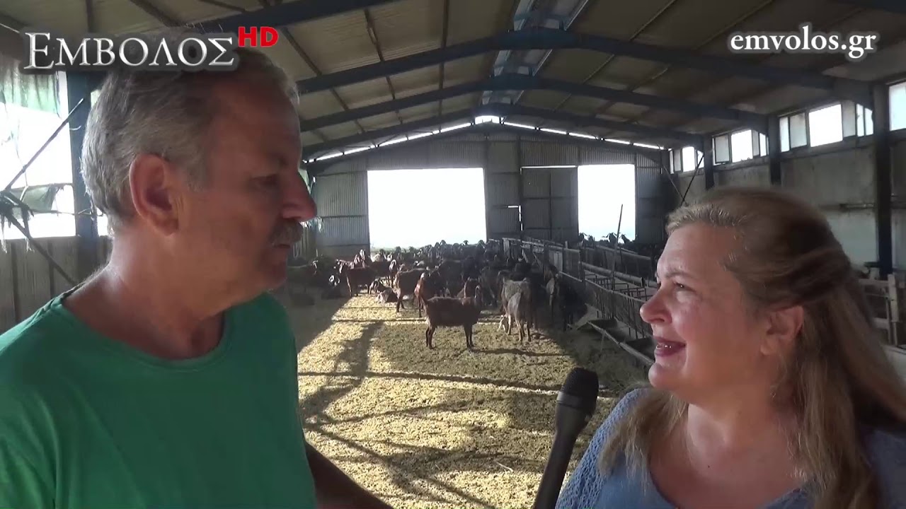 Κτηνοτροφία -Αιγοτροφία: Η μονάδα αιγοτροφίας του Γιώργου Μπόλα στη Λάκα Ν. Πέλλας