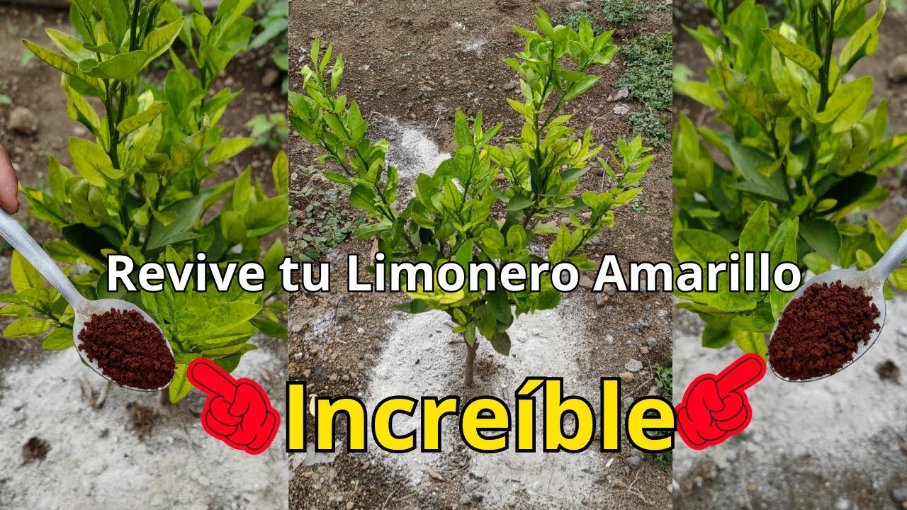 Increíble REVIVE PLANTAS DE LIMÓN AMARILLAS RÁPIDO 🌿 🥬 Con este Potente Ingrediente