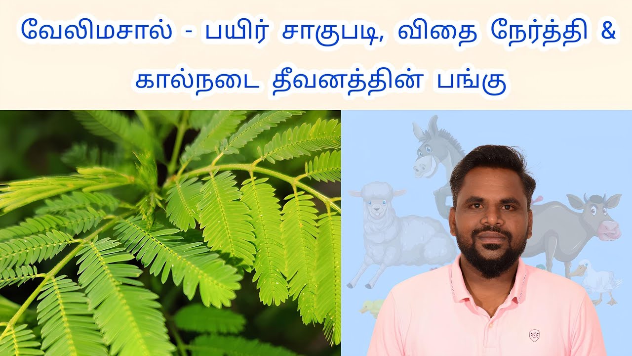 Velimasal Crop Practices, Seed Treatment & Use to ANIMAL HUSBANDRY || வேலிமசால் - பயிர் சாகுபடி முறை