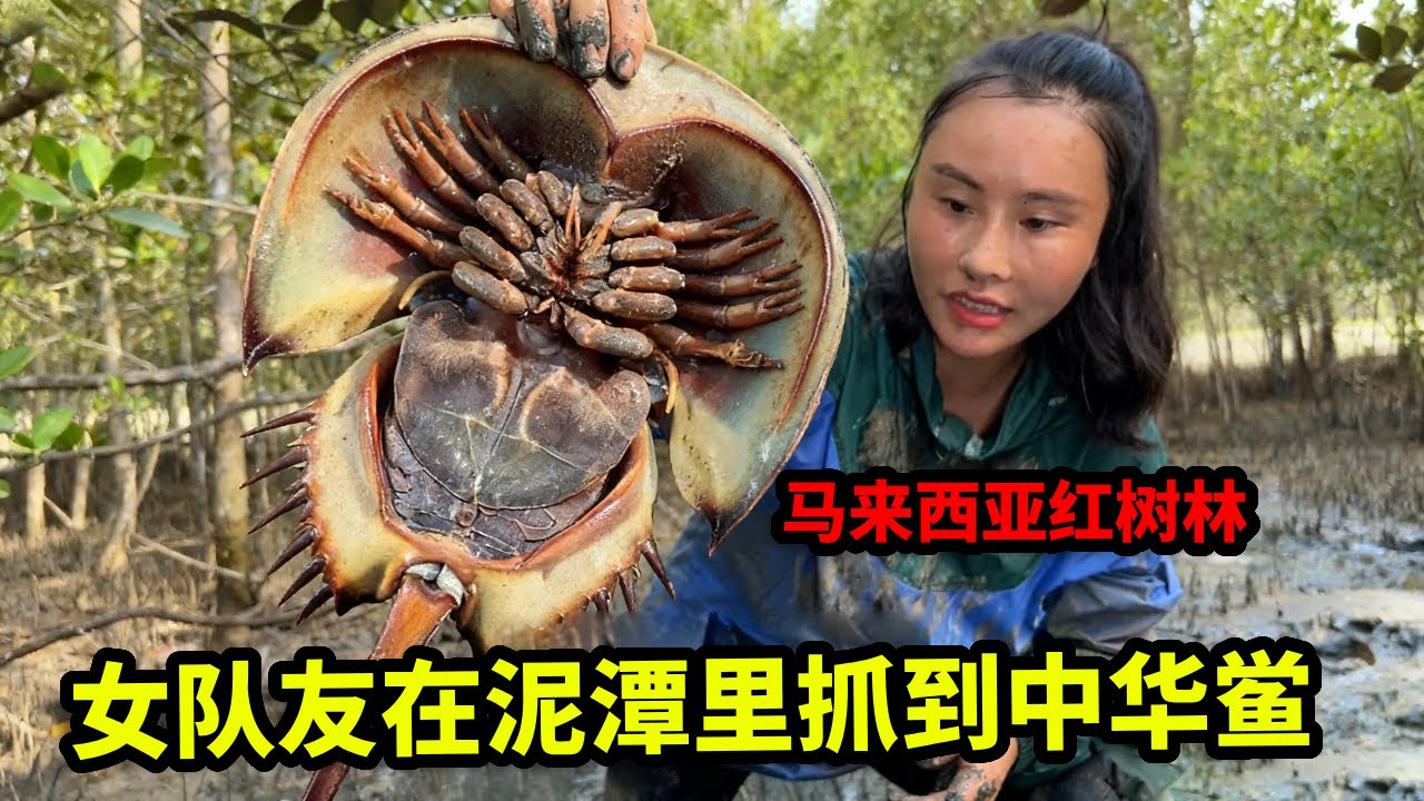 马来西亚红树林荒野生存挑战：闷热潮湿空气都不流通，女队友在泥潭里抓到中华鲎，可惜是保护动物不能吃【户外平头哥】