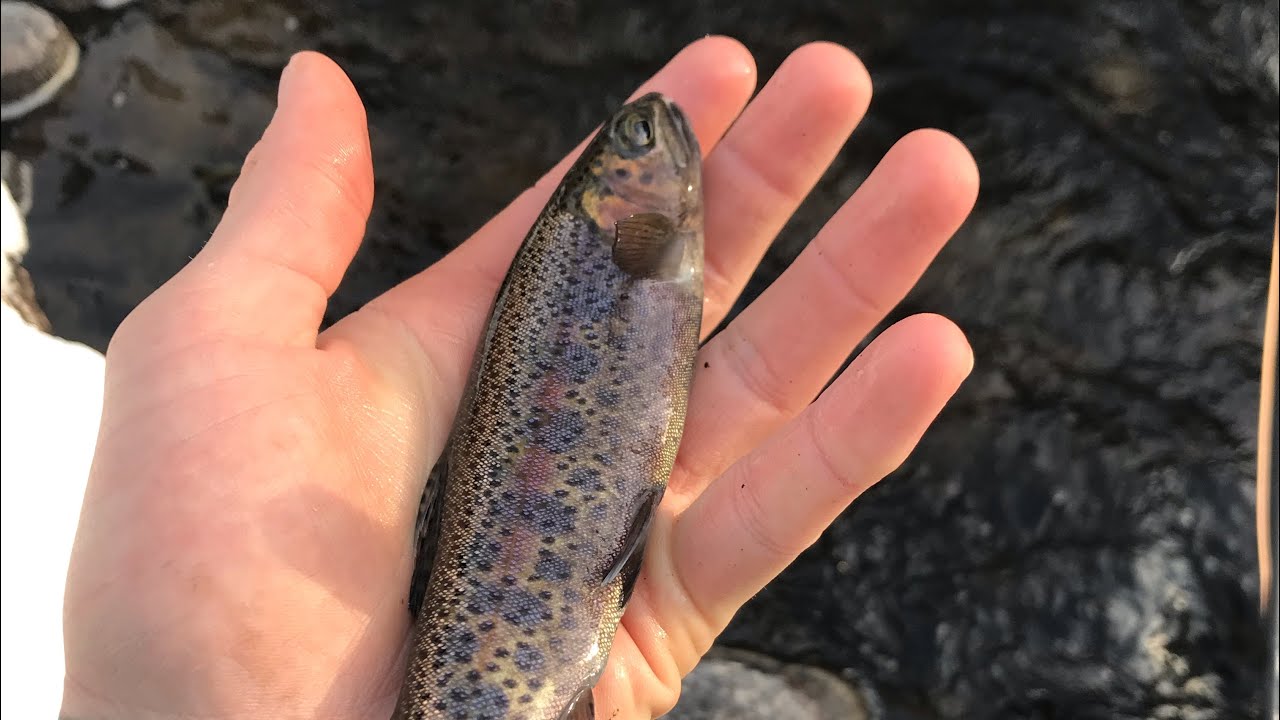 A Massive Fly Fishing Discovery