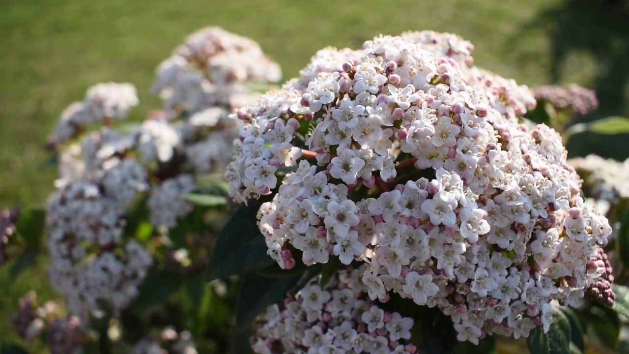 Evergreen Plants for Privacy - Five Great Options