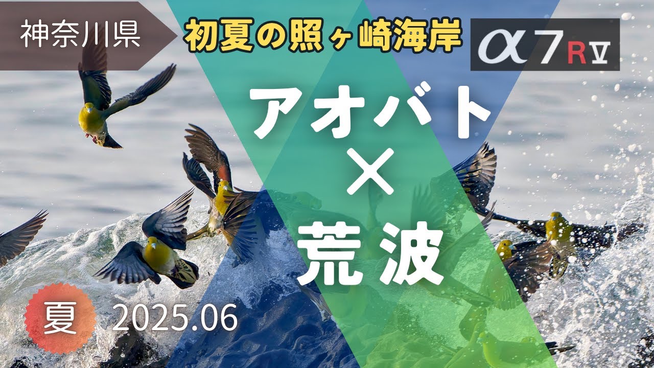 【野鳥観察】荒波に挑むアオバト！命がけの海水補給｜大磯照ヶ崎海岸・SONYα7RV画像