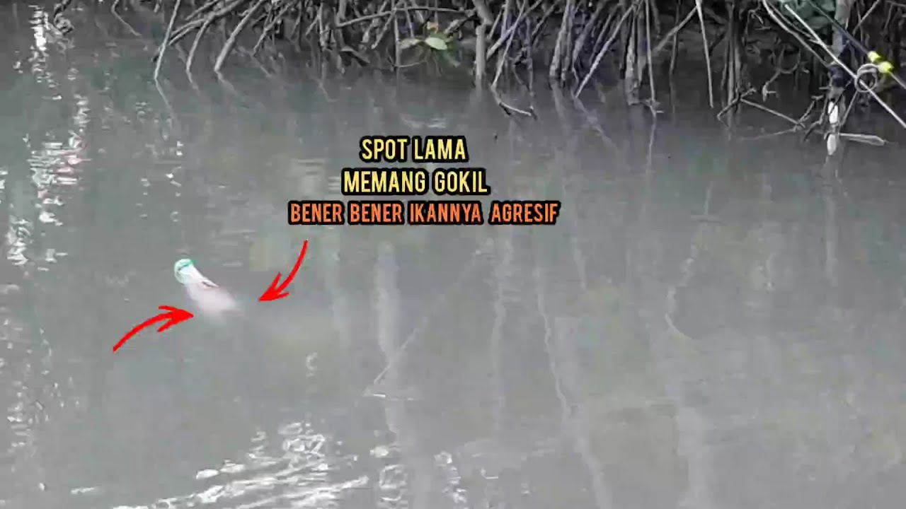 spot lama ini ternyata sarangnya ikan belanak|| terbukti baru plung Langsung di serudug,