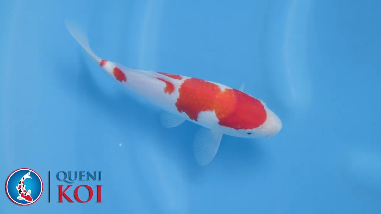 Queni Koi   S25Tam17
