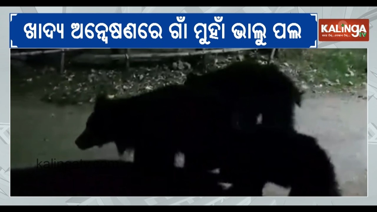 Herd of bear spotted roaming for the search of food in Odisha's Anandapur | Kalinga TV