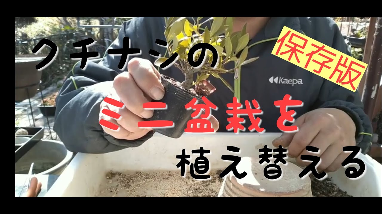 #14  【ミニ盆栽】クチナシのミニ盆栽を 植え替える 【盆栽お手入れ講座】【超簡単】　　　　　　#ミニ盆栽　#盆栽　#BONSAI