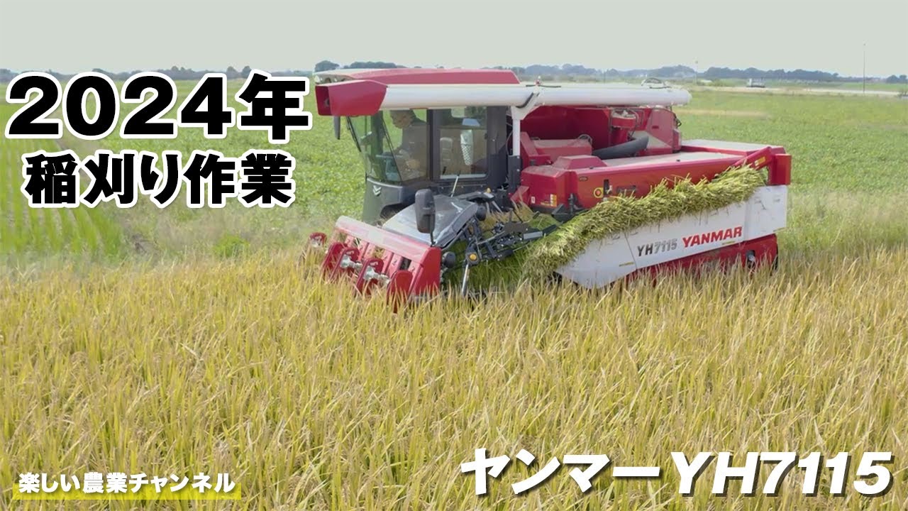 2024年・稲刈り作業