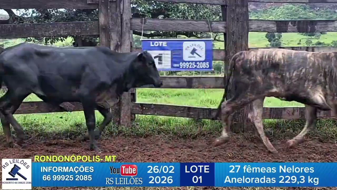 LOTE 01 - 27 F&Ecirc;MEAS NELORE/ANELORADA - 229,3 KG