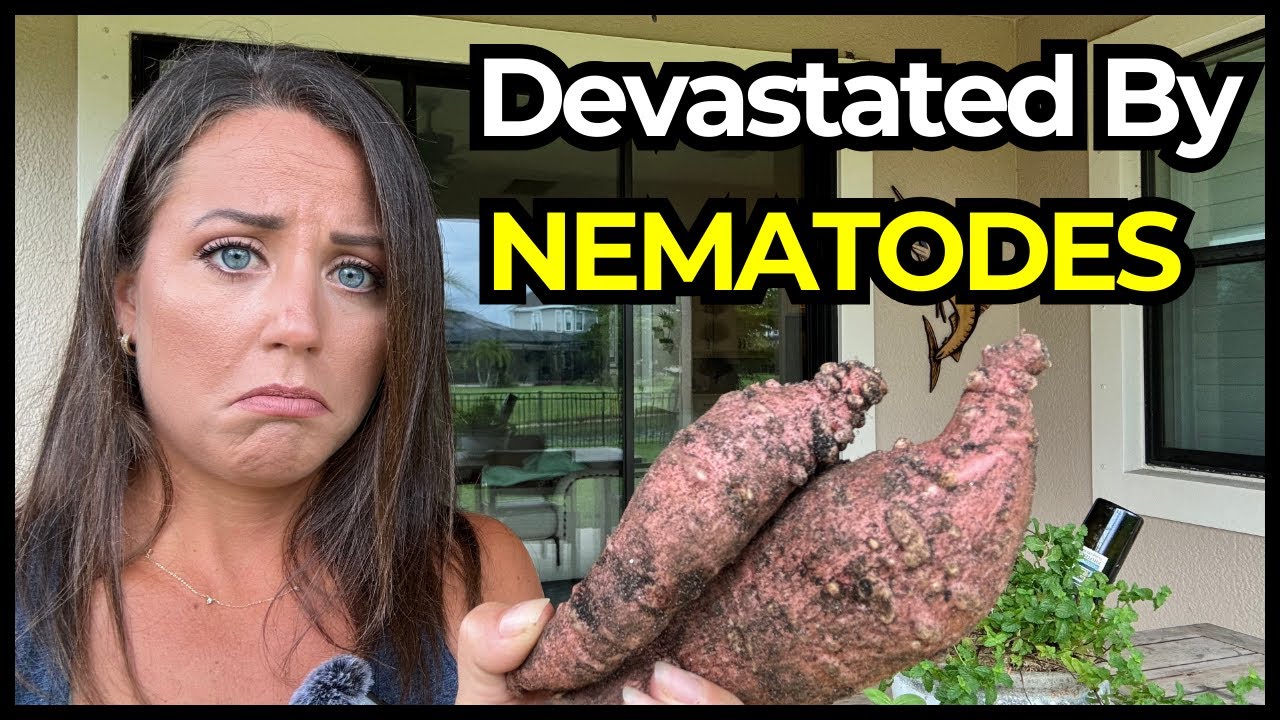 Root Knot Nematodes Ruined My Sweet Potatoes—My Strategy for Recovery