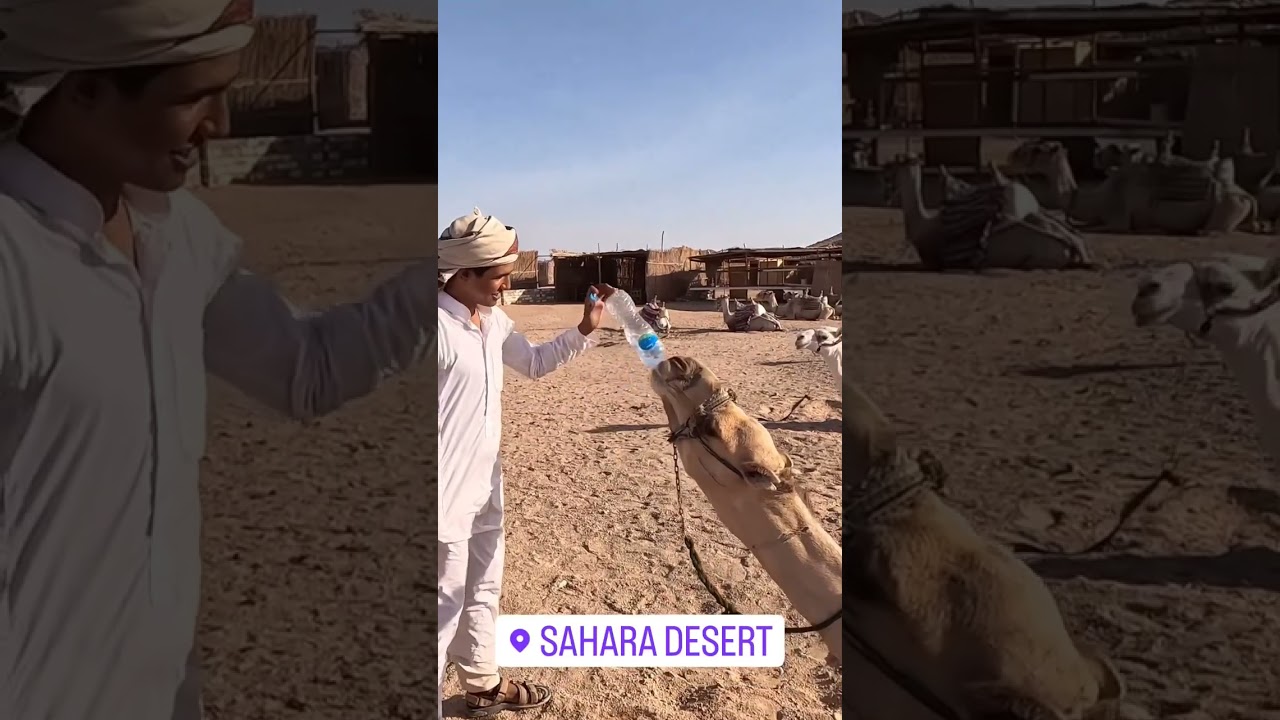have you ever seen before how camel drink from a bottle of water #egypt #water #egypt