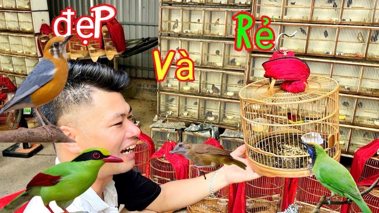 Khám phá chợ chim Hoàng Hoa Thám giữa lòng Thủ Đô.Rất nhiều chim Rẻ và Đẹp