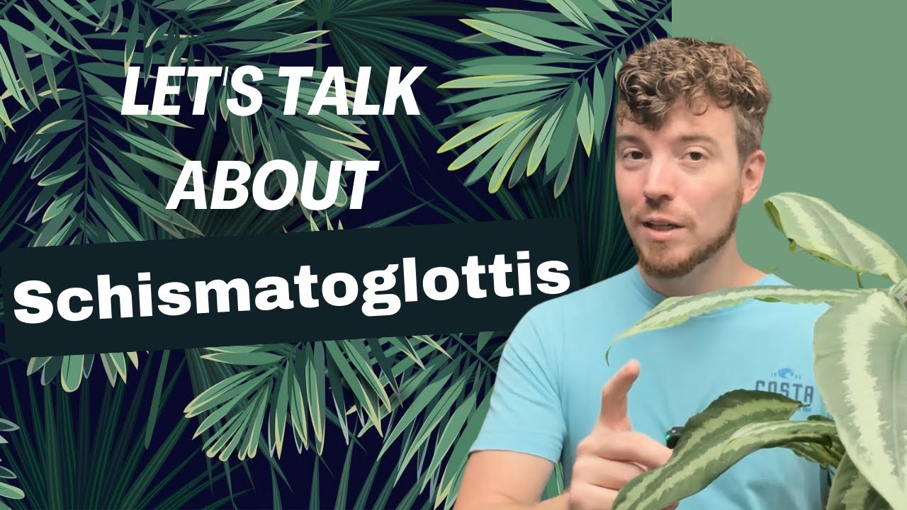 Let's Talk about Schismatoglottis